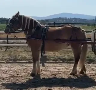 Arreos de enganche a la limonera