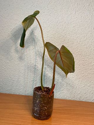 Philodendron Gloriosum