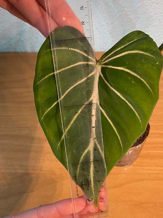 Philodendron Gloriosum