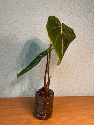 Philodendron Gloriosum