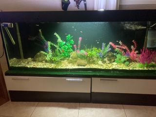 Acuario 300L con piedras y plantas