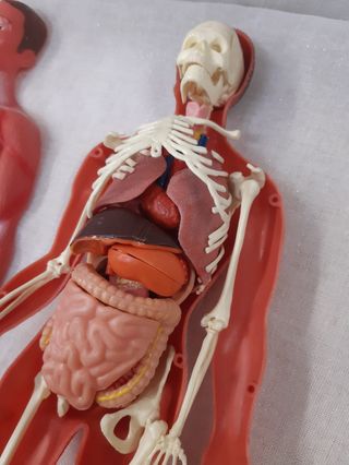 Muñeco Anatomía Humana Serima Antiguo