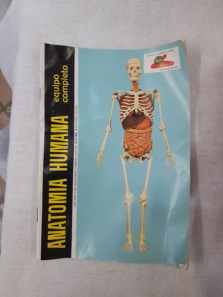 Muñeco Anatomía Humana Serima Antiguo