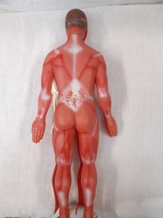 Muñeco Anatomía Humana Serima Antiguo
