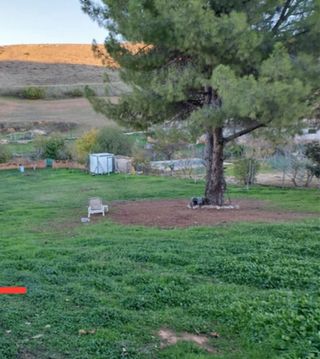 Leña de pino para regalo