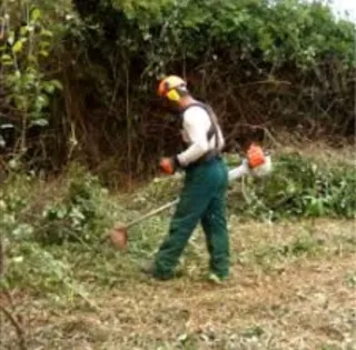 Limpieza de parcelas poda de árboles