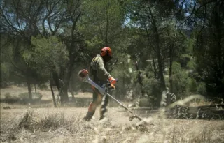 Limpieza de parcelas poda de árboles