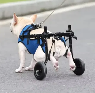 Sedia a rotelle per cani - Blu/Nero