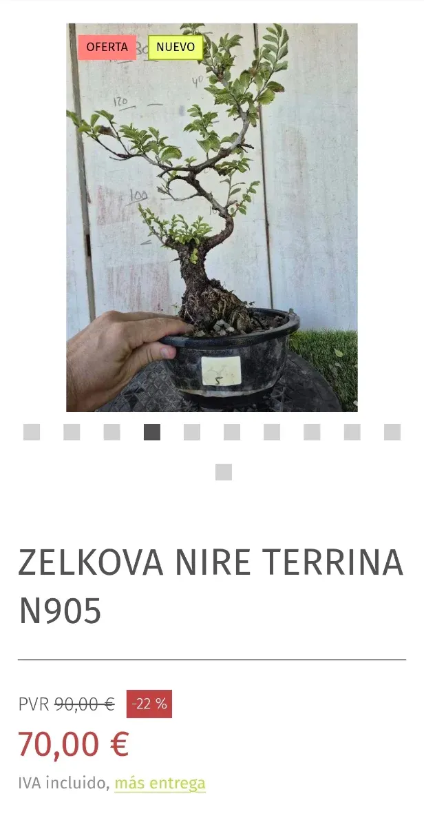 Prebonsai Zelkova Nire n5