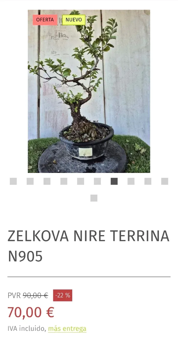 Prebonsai Zelkova Nire n5