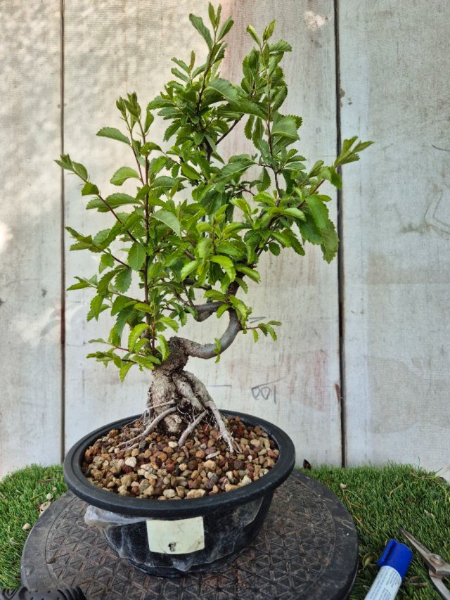 Prebonsai Zelkova Nire n8