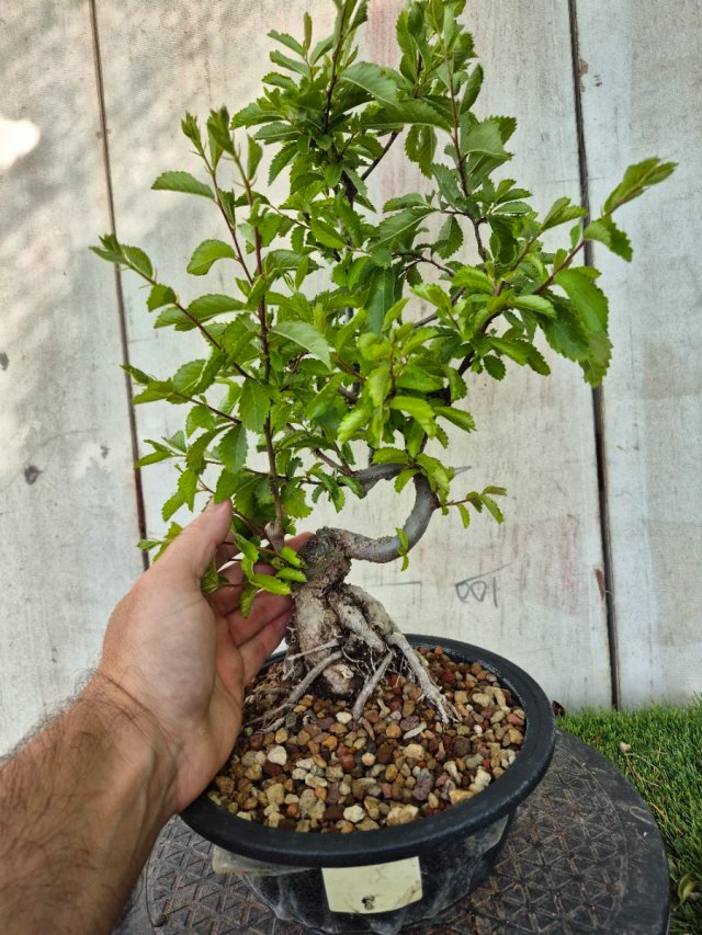 Prebonsai Zelkova Nire n8