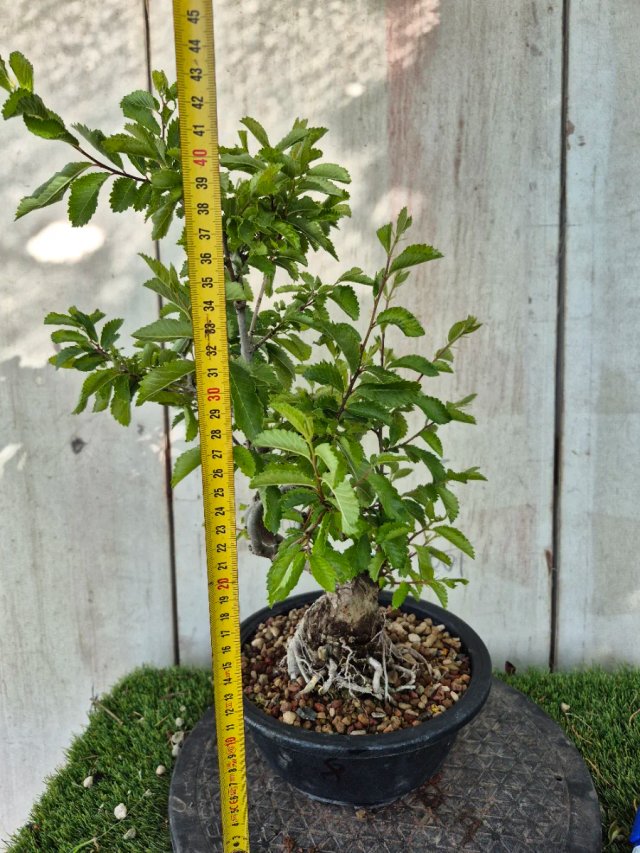 Prebonsai Zelkova Nire n8