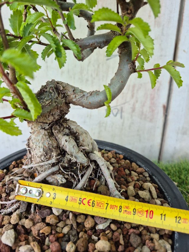 Prebonsai Zelkova Nire n8