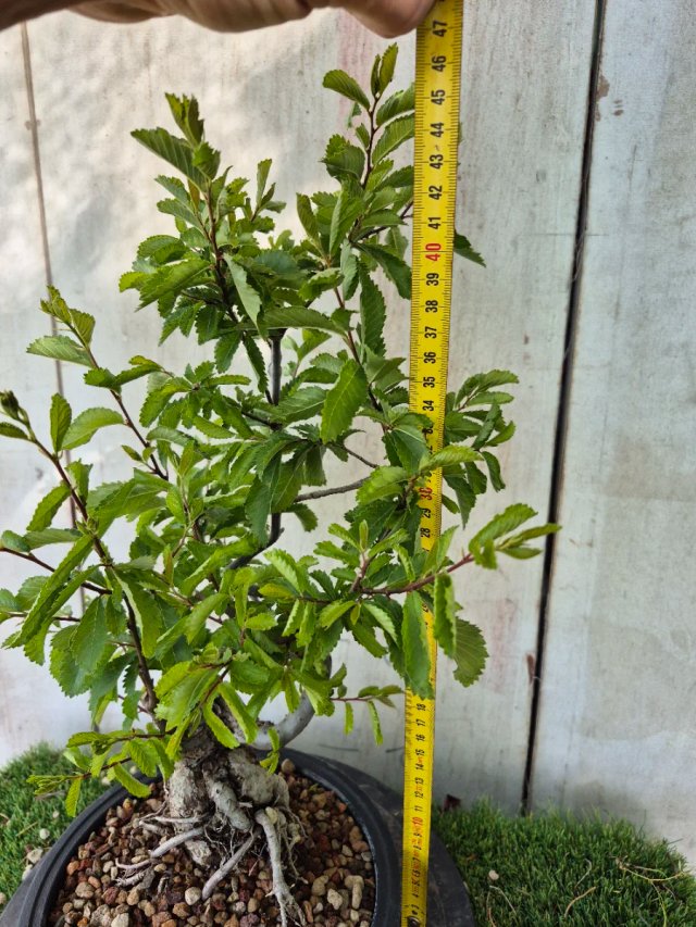 Prebonsai Zelkova Nire n8