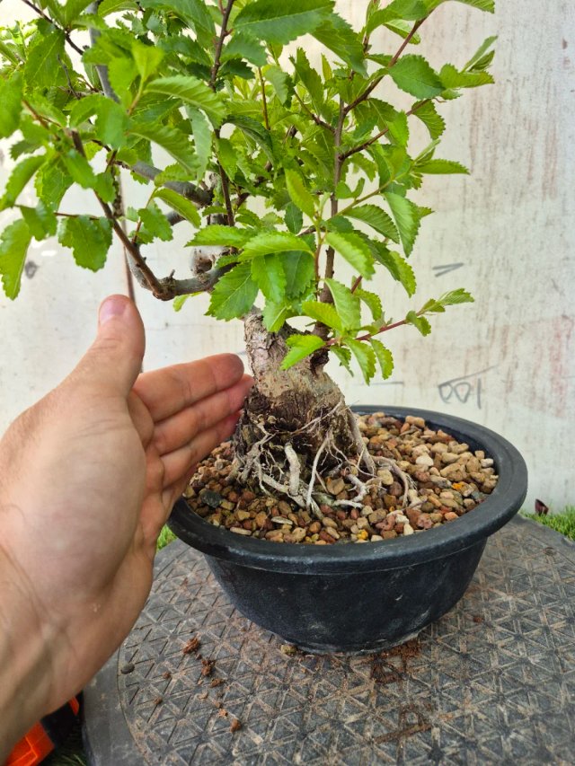 Prebonsai Zelkova Nire n8