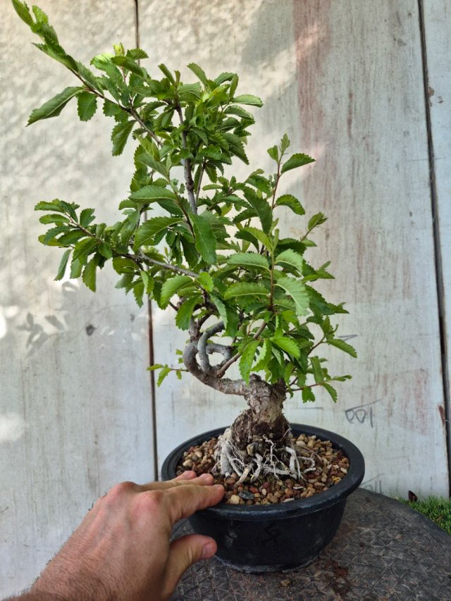 Prebonsai Zelkova Nire n8