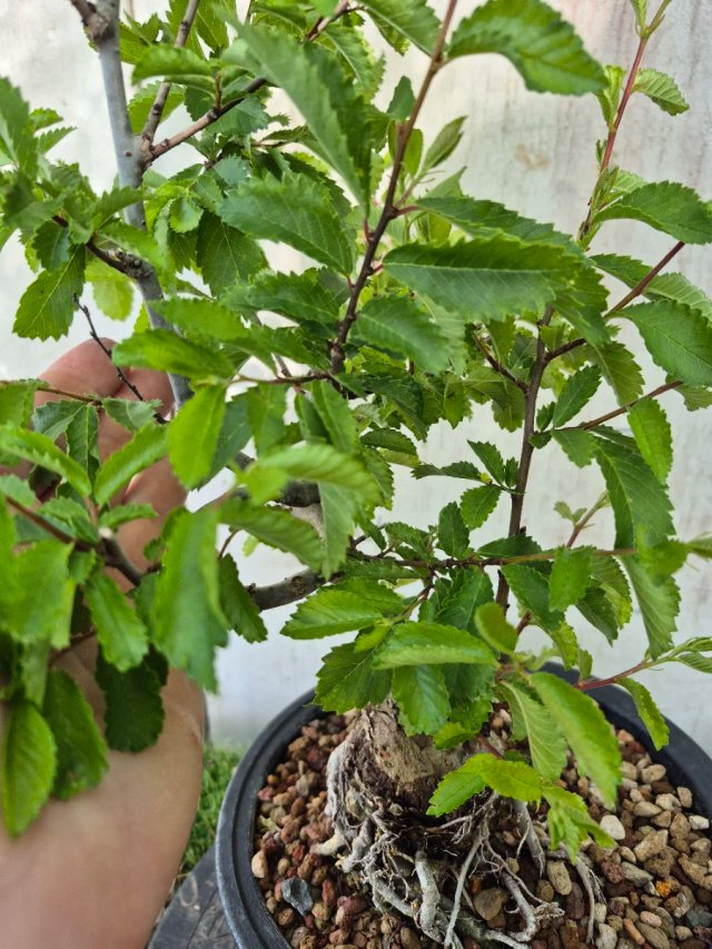 Prebonsai Zelkova Nire n8