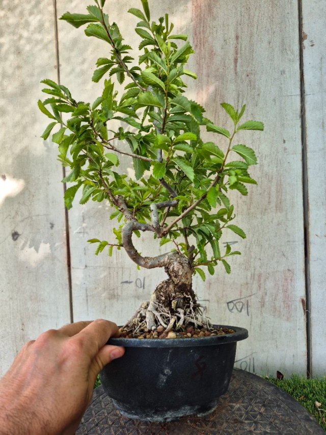 Prebonsai Zelkova Nire n8