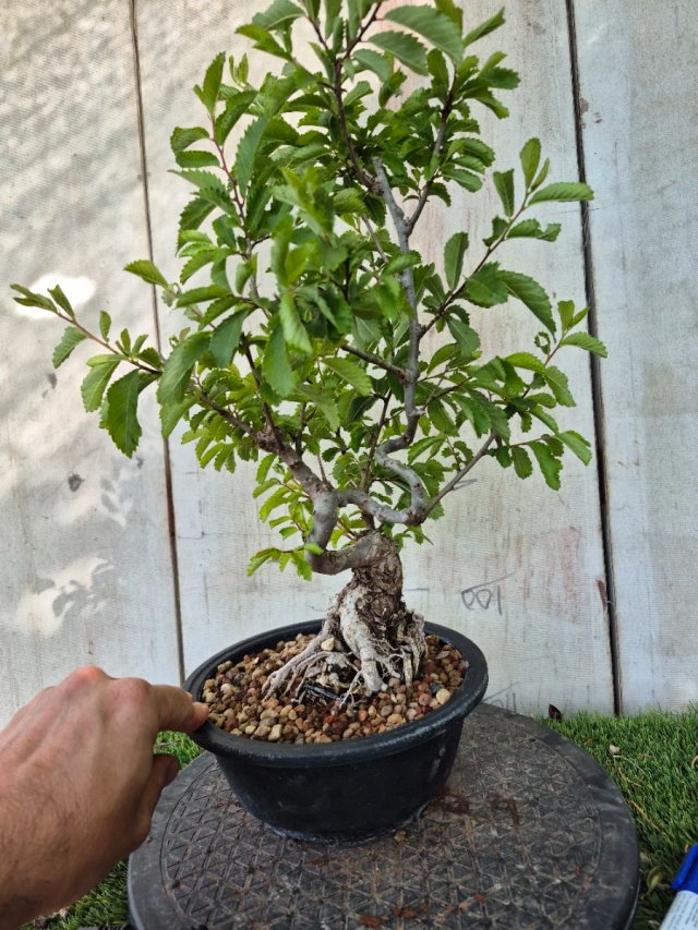 Prebonsai Zelkova Nire n8