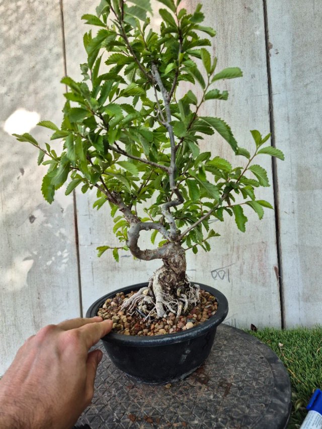 Prebonsai Zelkova Nire n8