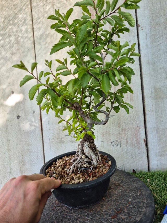 Prebonsai Zelkova Nire n8