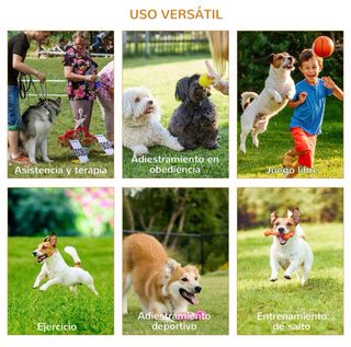 Juego obstáculos entrenamiento perros
