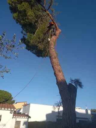 Servicios de poda y tala de árboles