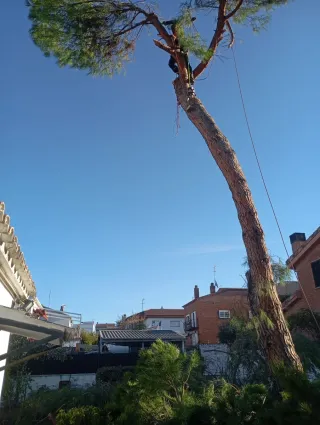 Servicios de poda y tala de árboles