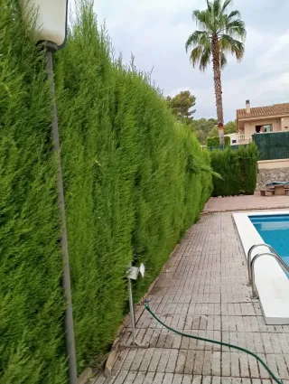 Servicios de poda y tala de árboles