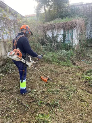 Servicios de poda y tala de árboles