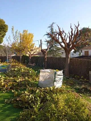 Servicios de poda y tala de árboles