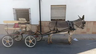 Jardinera con palio para bestias medianas