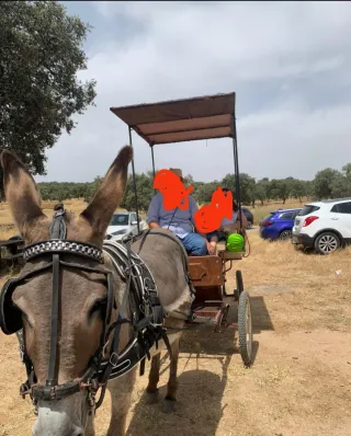 Jardinera con palio para bestias medianas