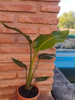 Strelitzia Nicolai - Planta