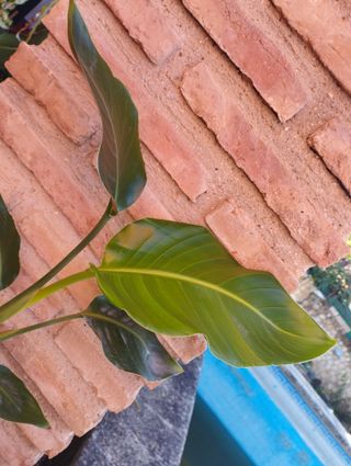 Strelitzia Nicolai - Planta