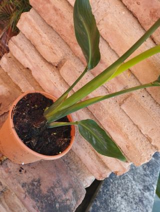 Strelitzia Nicolai - Planta