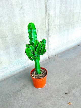 Planta interior/exterior “Euphorbia Candelabro”