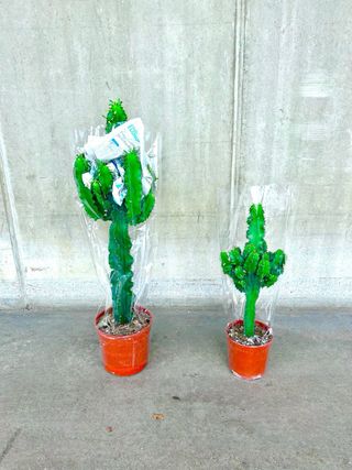 Planta interior/exterior “Euphorbia Candelabro”