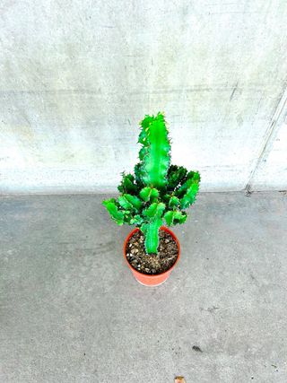 Planta interior/exterior “Euphorbia Candelabro”