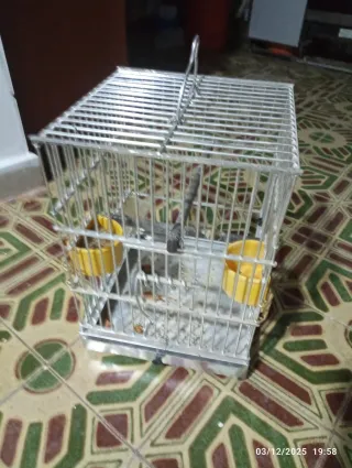 Jaula para pájaros plateada con comederos amarillo