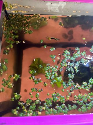 Pecera rosa con accesorios