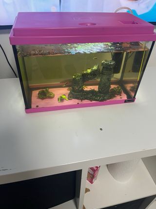 Pecera rosa con accesorios