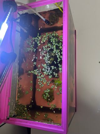 Pecera rosa con accesorios