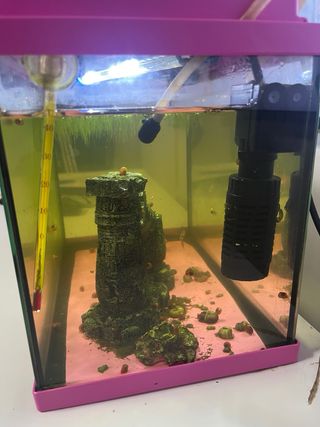 Pecera rosa con accesorios