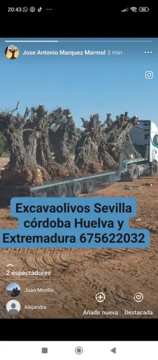 Arrancado de olivos para leña