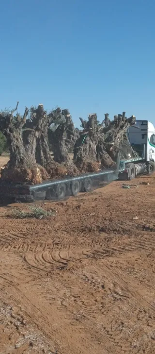 Arrancado de olivos para leña