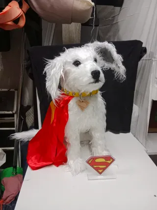 Krypto perro Superman