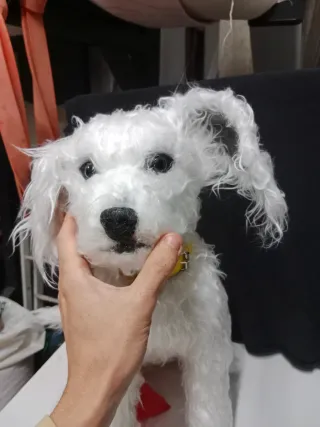 Krypto perro Superman