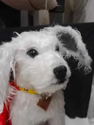 Krypto perro Superman